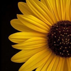 Meet your Posher, Yasmin